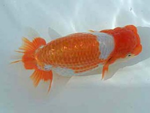 広島錦鱗会　西大関　梅山典雄（下松）