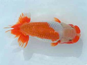 広島錦鱗会　立行司　山崎勝彦（呉）