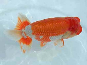 広島錦鱗会　東取締　香川敏治（広島）