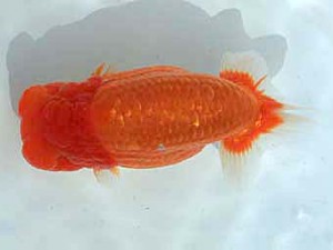 広島錦鱗会　西取締　尾浜英治（尾道）