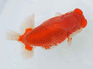 広島錦鱗会　東大関　中島健一郎（浅口）