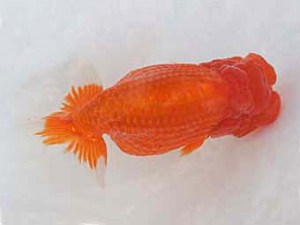 広島錦鱗会　西大関　小山敏信（尾道）