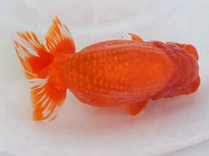 広島錦鱗会　立行司　中島健一郎（浅口）