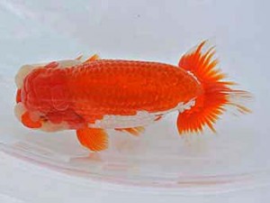 広島錦鱗会　東取締　梅山典雄（下松）