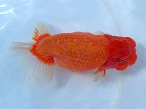 広島錦鱗会　西取締　堀谷博之（下関）