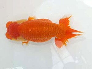 観魚会　第一回研究会　東大関　藤田達也　東海村