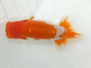 観魚会　第一回研究会　西大関　齋藤一成　練馬区