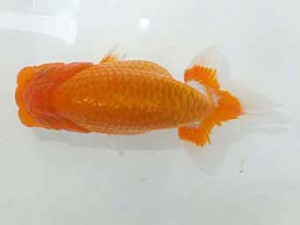 観魚会　第一回研究会　立行司　望月康邦　横浜