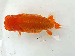 観魚会　第一回研究会　取締一　望月康邦　横浜