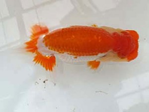 観魚会　第一回研究会　取締二　高地成弥　荒川