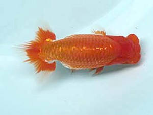 喜樂らんちう会　東大関　池辺　勇　越谷市