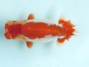 喜樂らんちう会　西大関　小沢　功　古河市