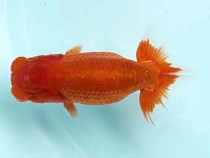 喜樂らんちう会　立行司　矢ヶ崎伸司　堀切