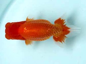 喜樂らんちう会　取締一　池辺　勇　越谷市