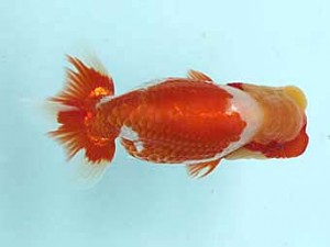 喜樂らんちう会　取締二　小沢　功　古河市