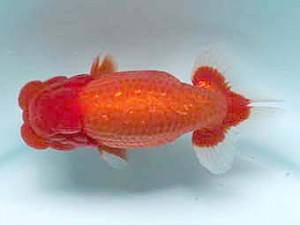 喜樂らんちう会　東大関　星野亮一　足立区