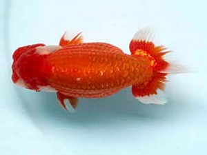 喜樂らんちう会　西大関　七尾好之　葛飾区 