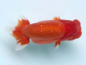 喜樂らんちう会　立行司　古鳥敏明　堀切