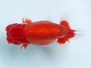 喜樂らんちう会　取締一　目黒康弘　足立区 