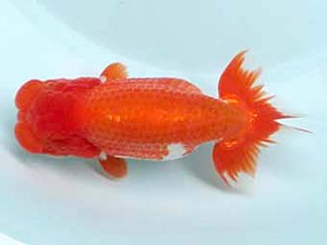 喜樂らんちう会　取締二　高橋雅徳　越谷市