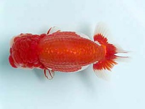 喜樂らんちう会　東大関　穂積　功　三郷市