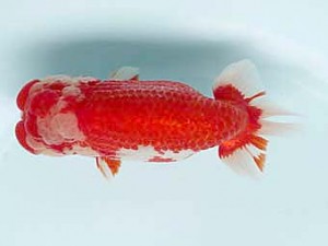 喜樂らんちう会　西大関　高津克人　武蔵野