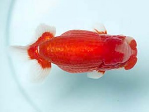 喜樂らんちう会　立行司　高津克人　武蔵野