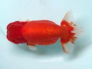 喜樂らんちう会　取締一　高津克人　武蔵野