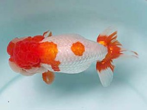 喜樂らんちう会　取締二　大澤孝行　吉川市 