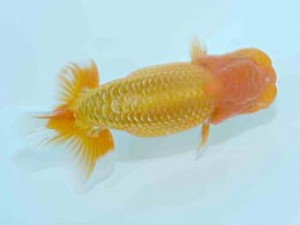 好鱗会　研究会　第一位　森相　優