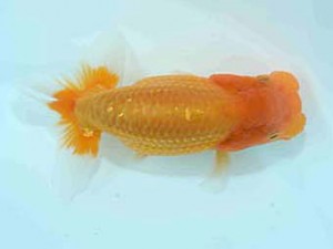 好鱗会　研究会　第二位　加納力一