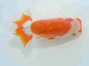 好鱗会　研究会　第三位　店網秀男