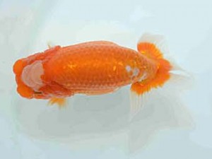 好鱗会　研究会　第四位　神田太郎