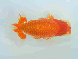 好鱗会　研究会　第五位　森相　優