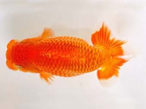 九州・山口日らん会　東大関　出口義幸　鳥栖みやき