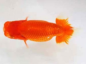 九州・山口日らん会　西大関　力丸洋一　鳥栖みやき