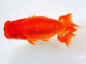 九州・山口日らん会　立行司　出口義幸　鳥栖みやき