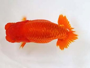 九州・山口日らん会　東取締　力丸洋一　鳥栖みやき