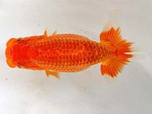 九州・山口日らん会　西取締　田中　隆　大分B