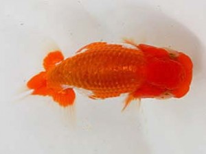 九州・山口日らん会　西大関　国崎信正　福岡