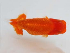 九州・山口日らん会　立行司　原　賢二郎　大分A