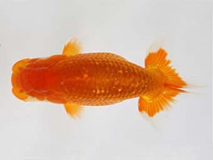 九州・山口日らん会　西取締　三浦哲男　大分A