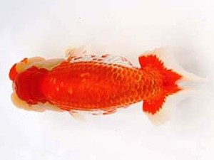 九州・山口日らん会　東大関　東　秀明　佐賀