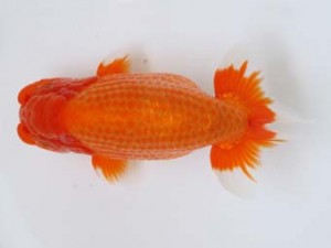 九州・山口日らん会　立行司　八坂幸二　大分B