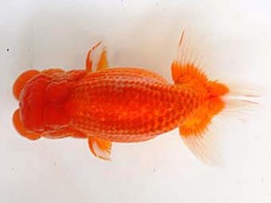 九州・山口日らん会　東取締　森　弘行　佐賀