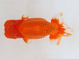 九州・山口日らん会　西取締　宮本一幸　大分B