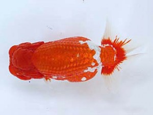 九州・山口日らん会　東大関　東　秀明　佐賀