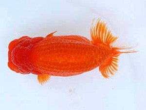 九州・山口日らん会　西大関　八坂幸二　大分B