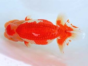 九州・山口日らん会　立行司　平　宏　大分Ｂ