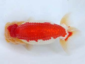 九州・山口日らん会　東取締　東　秀明　佐賀